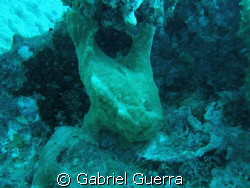 This picture was of a angler fish sitting by the base of ... by Gabriel Guerra 